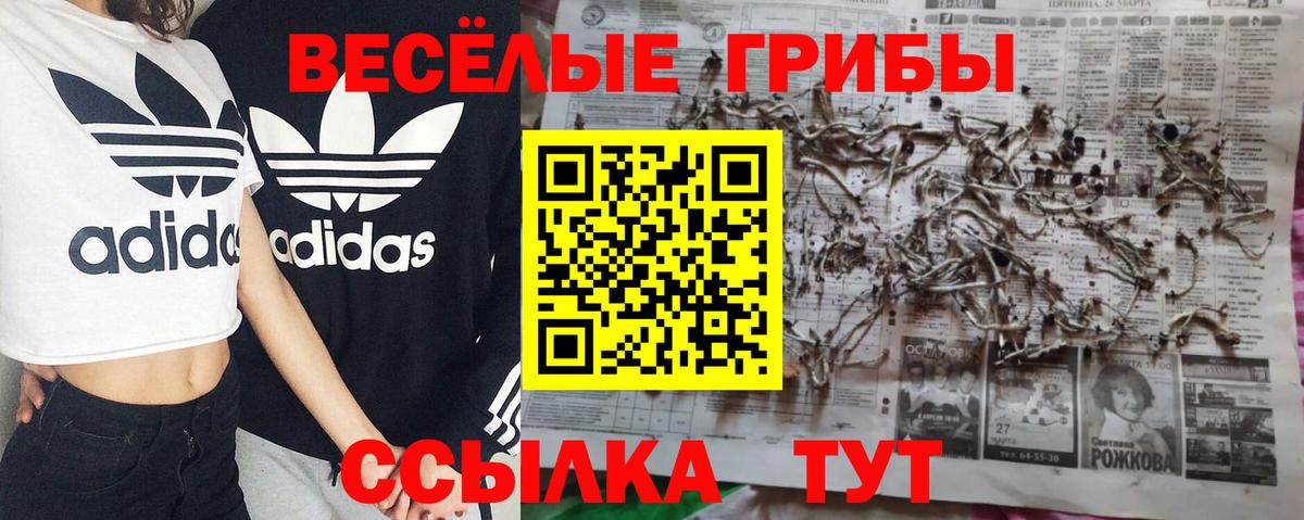 Галлюциногенные грибы Psilocybine cubensis Мурманск